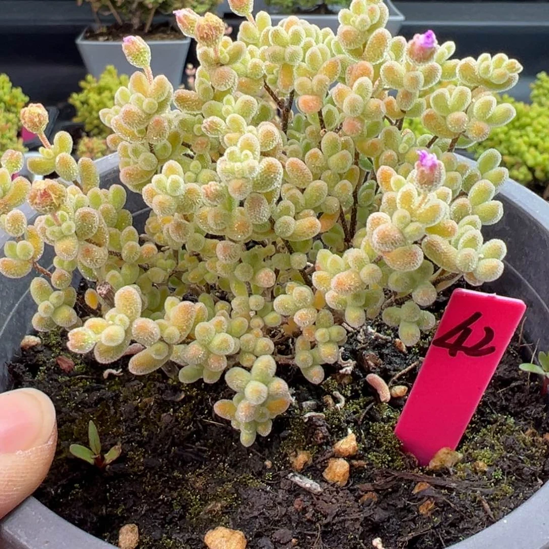 冰晶42号12cm圆桶