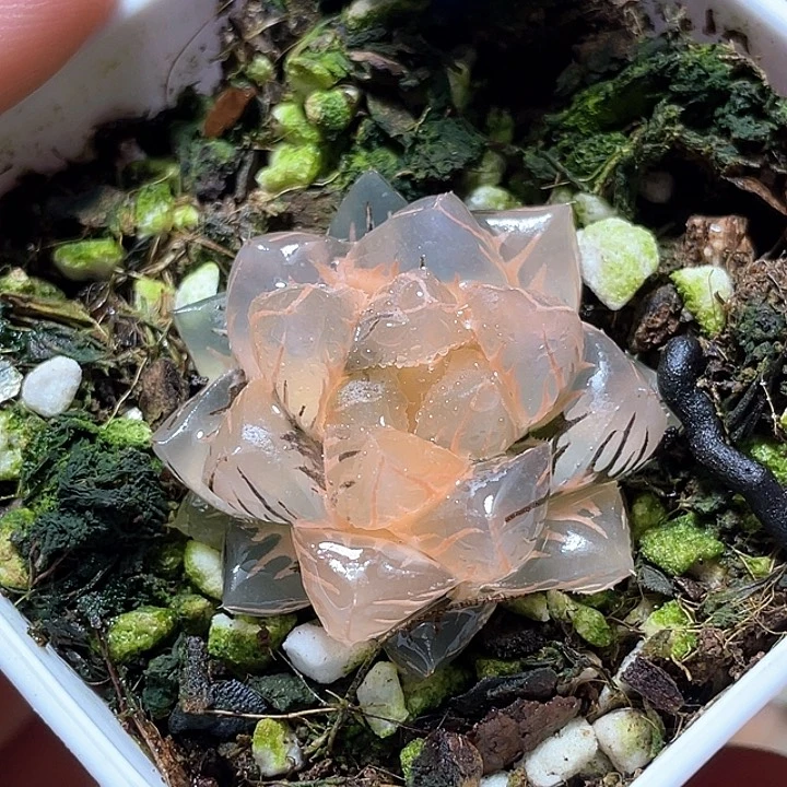 866完美水中月錦一物