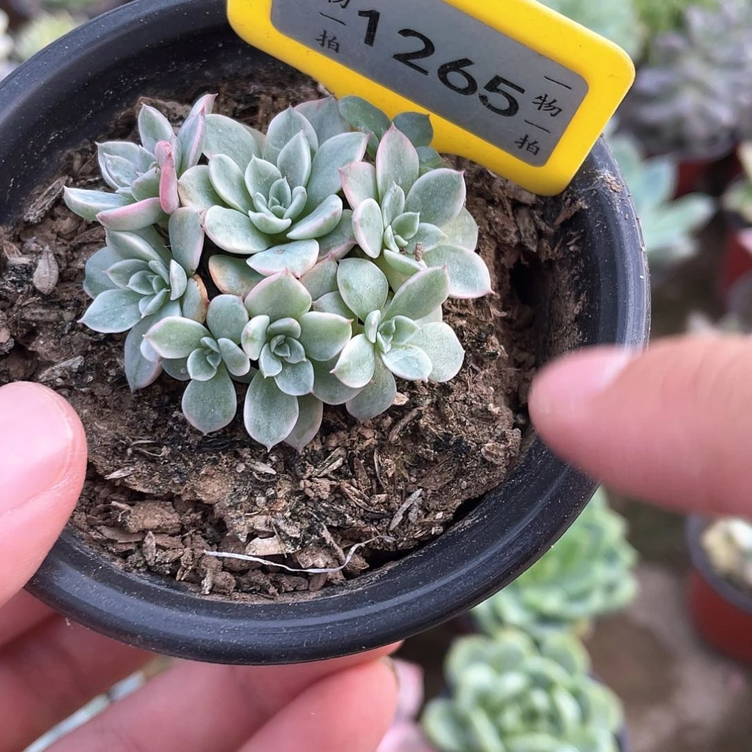 别***恙1265号多肉植物盆栽