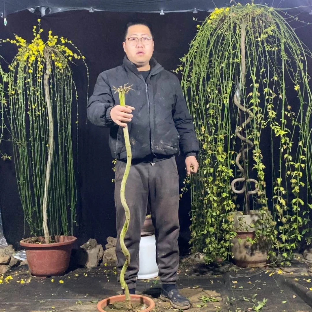 迎春花，一物一拍