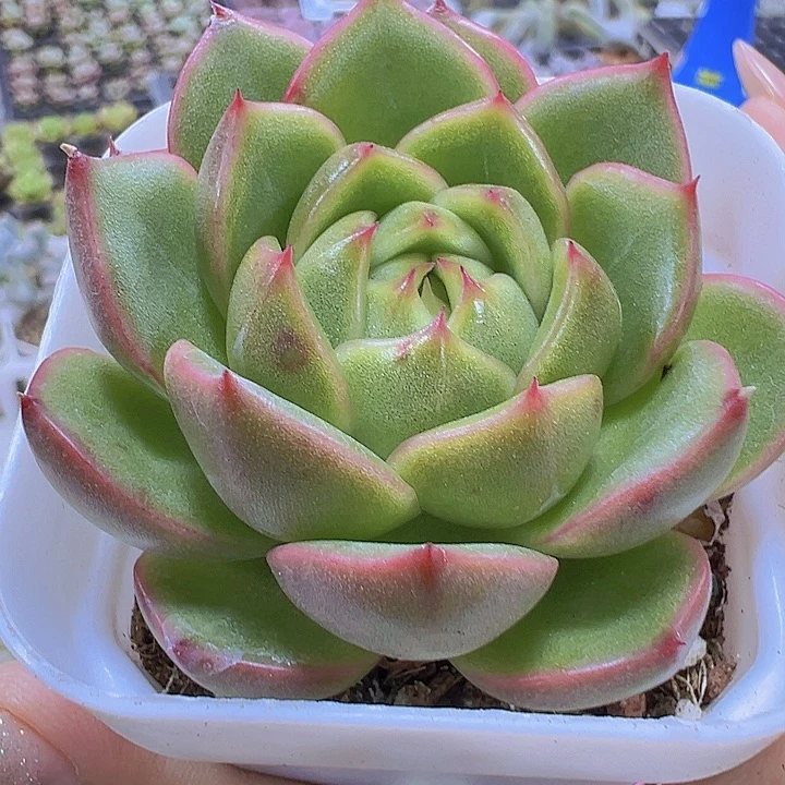 冰城19包邮多肉植物