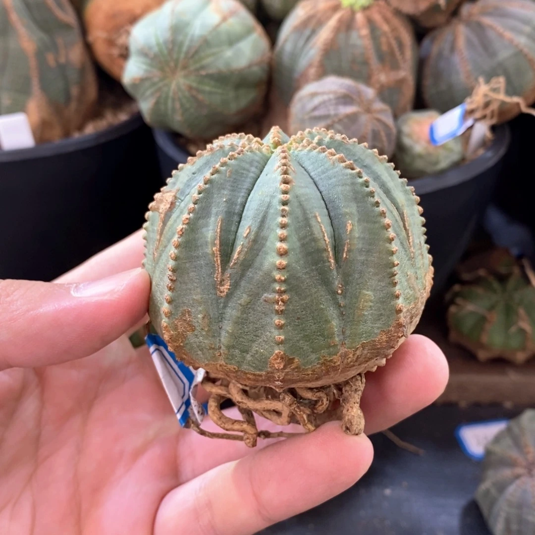 32 欧系实生布纹球多肉植物