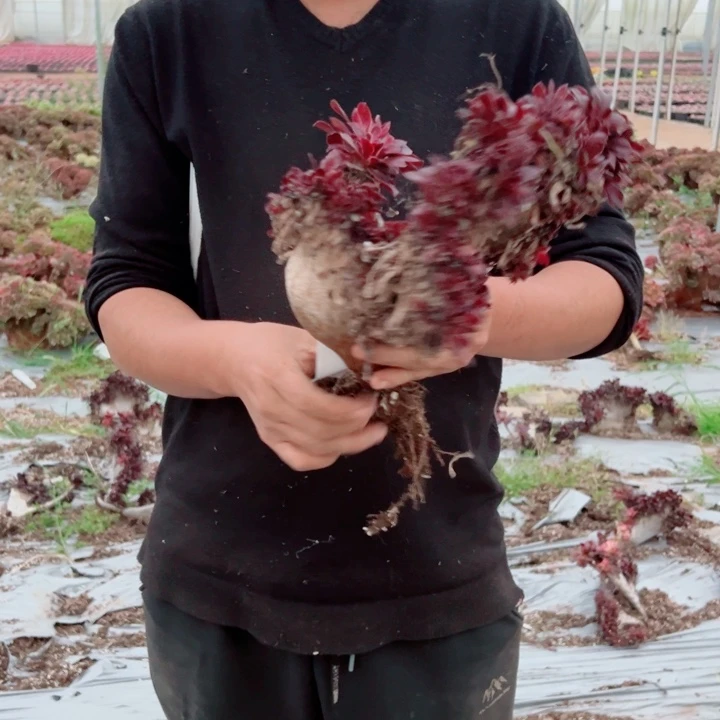 丽娜醉话139号多肉法师