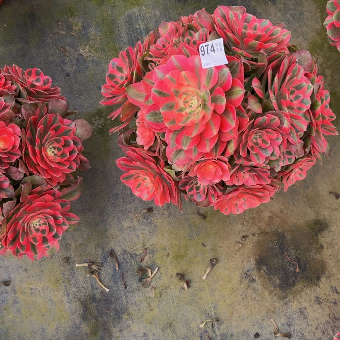 是****?多肉香妃0000000974