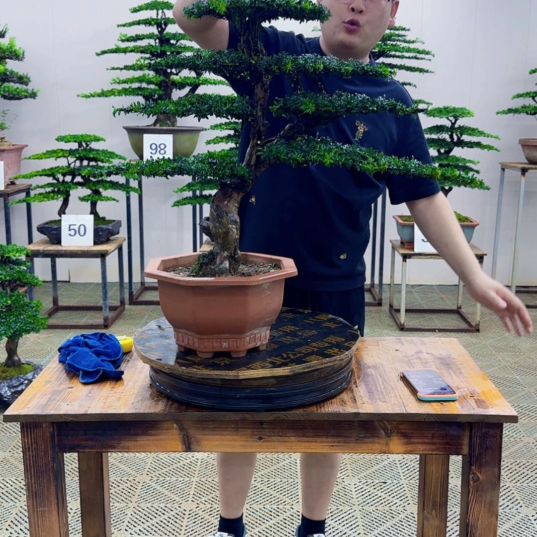 无花朵珍珠红芽罗汉松造型盆景塑料盆