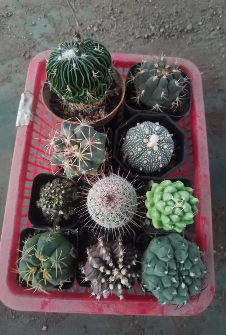 满18包邮（十个品种）拼盘