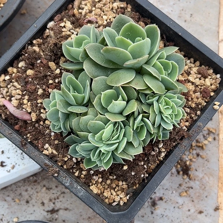 星娜塔群生缀化多肉