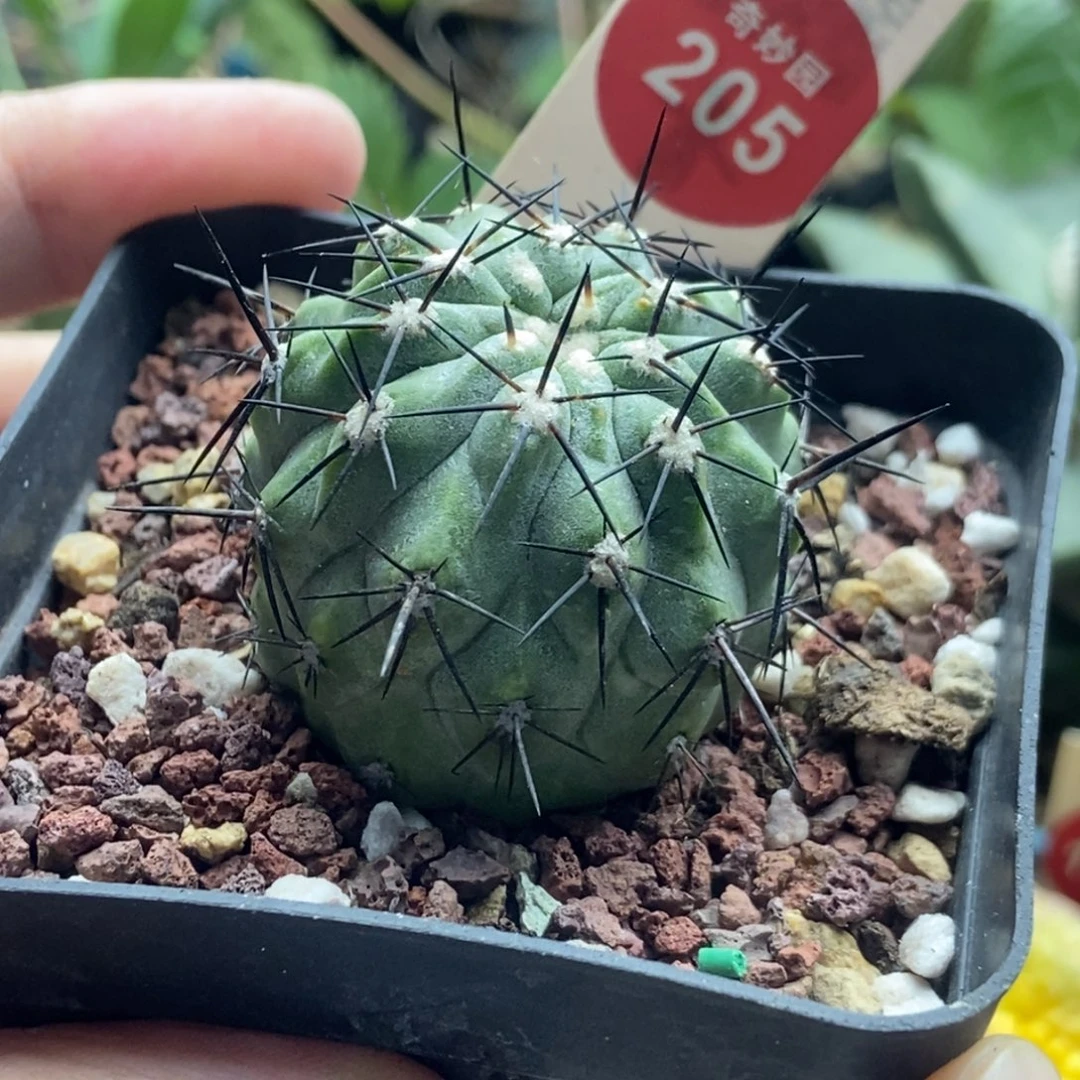 自根萝卜根上腊龙爪球3.5cm