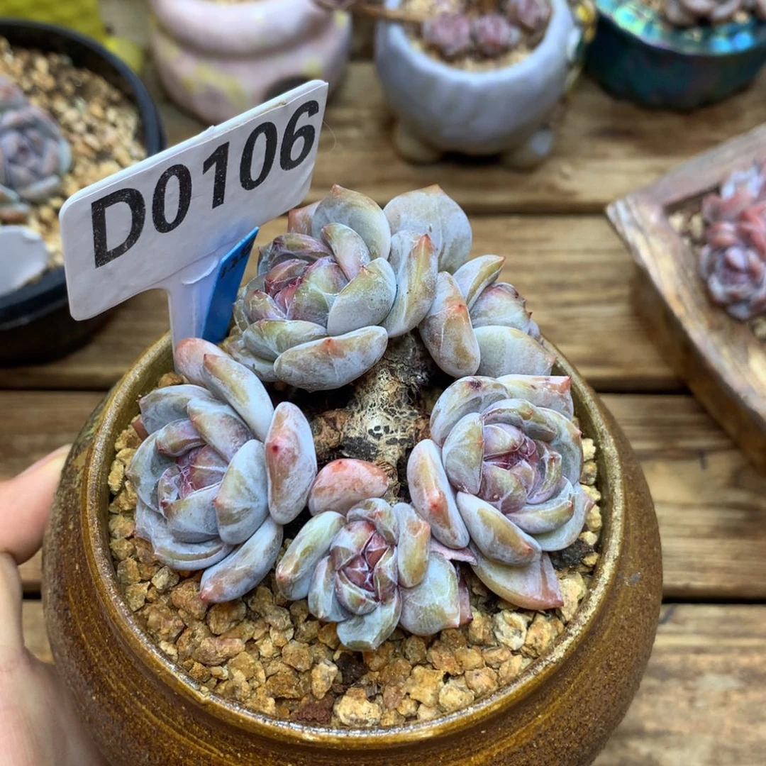 D0106 星影 老桩 8cm