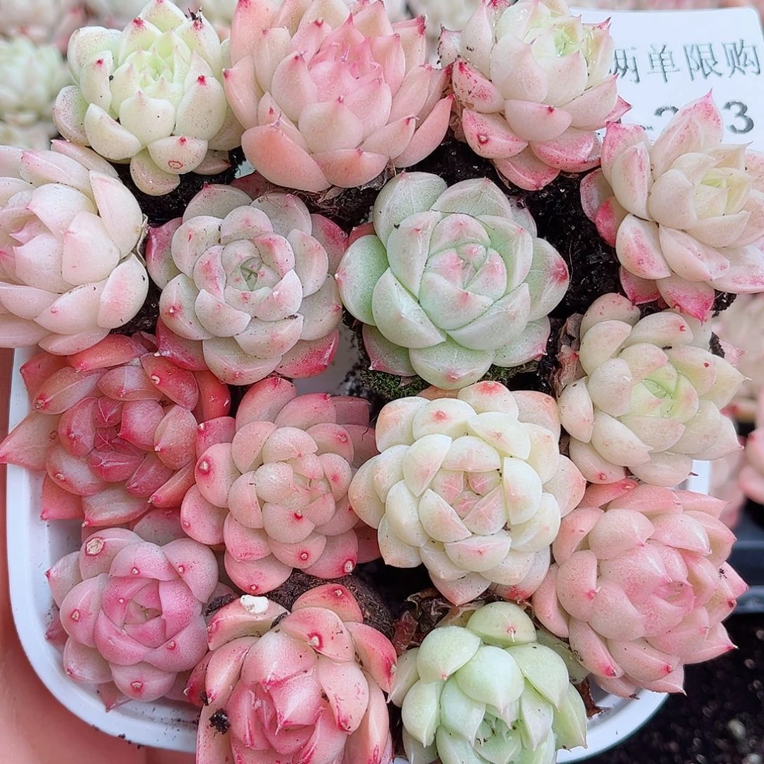 1-273 新疆西藏内蒙不发12.8包邮2-3公分多肉