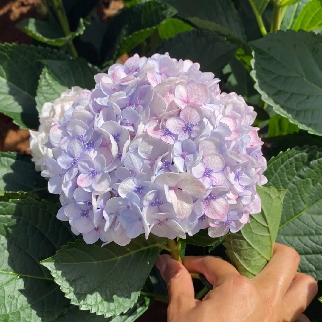 12号绣球/有色差介意勿拍/3单冷链包邮/偏远补运费发德邦空运