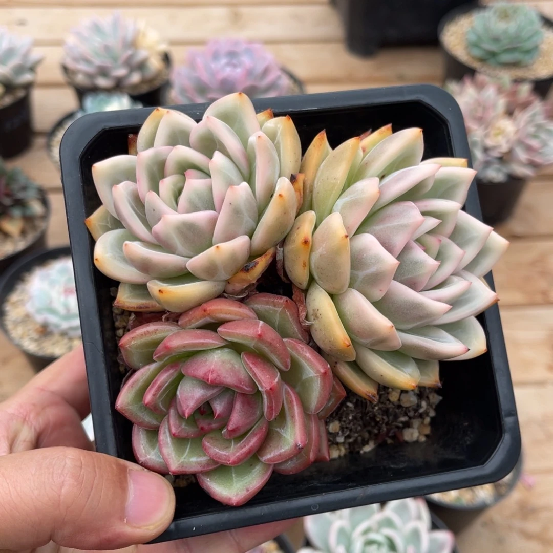 香槟锦一物一拍不支持退换