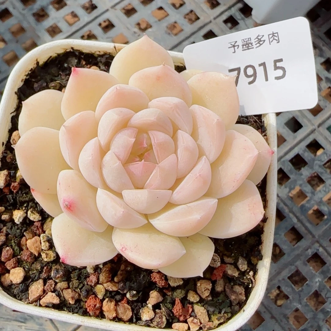 孤月珍妮，7915多肉植物