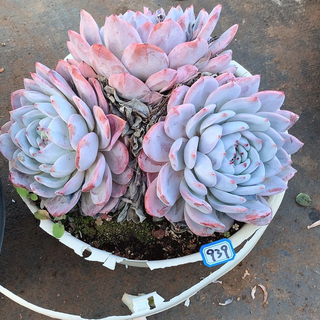 939橙子一物一拍多肉