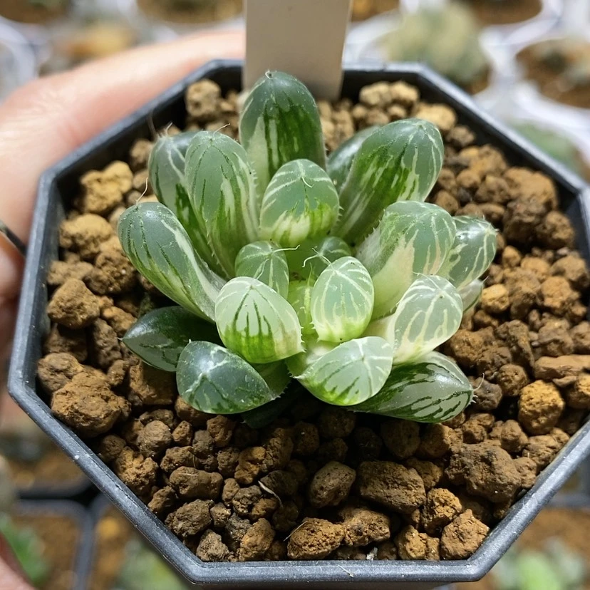 【闪购商品】114宫灯玉露锦