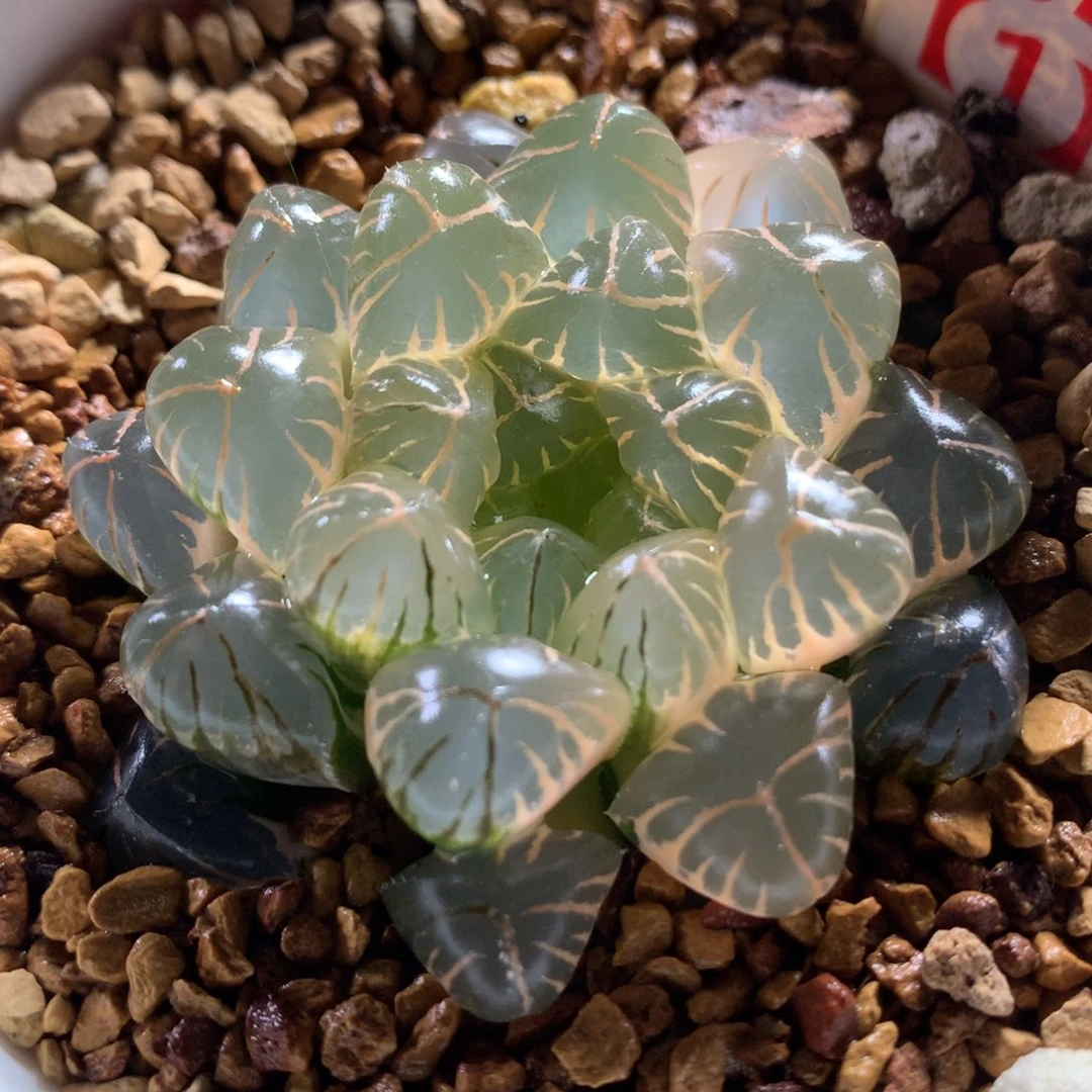 以实际为准451实生玉露