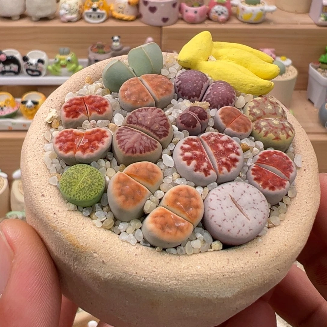 多肉植物实付9.9元包邮1号