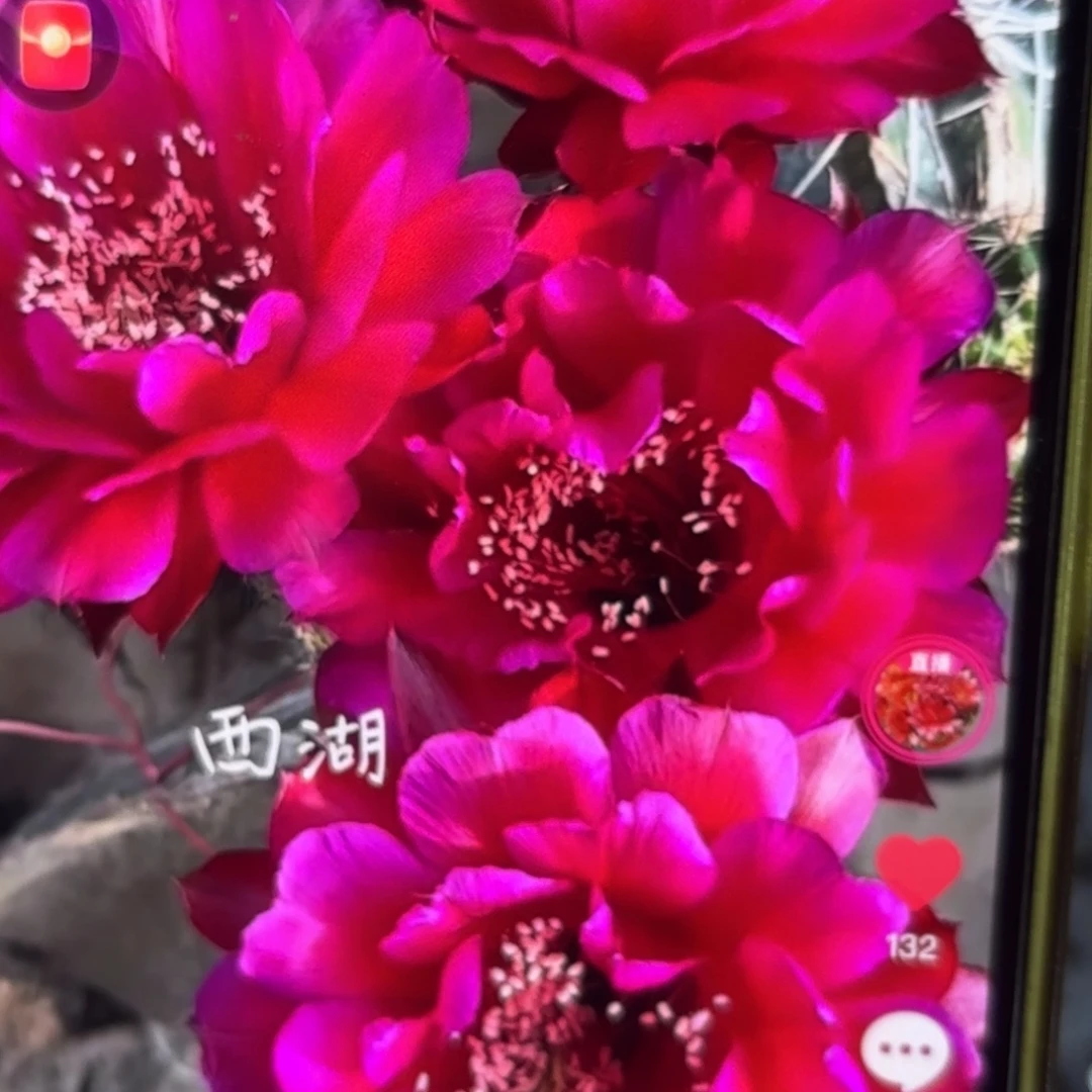 朱颜彩侧牙20包邮仙人球49