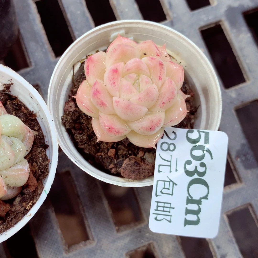 5厘米盆精控多肉563