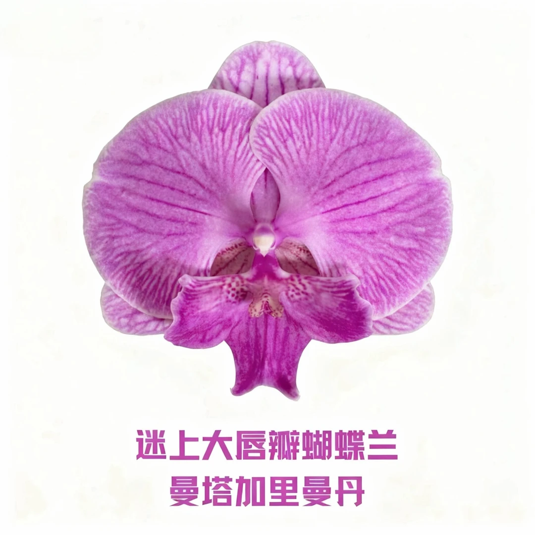 锦兰轩【加里曼丹】蝴蝶兰 单花箭 基地直发