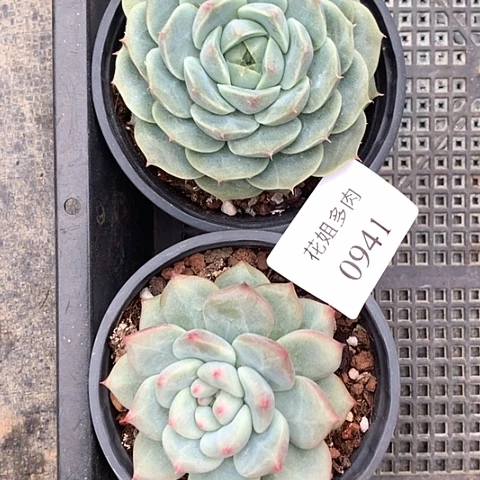 我***鱼0941两颗888888888885