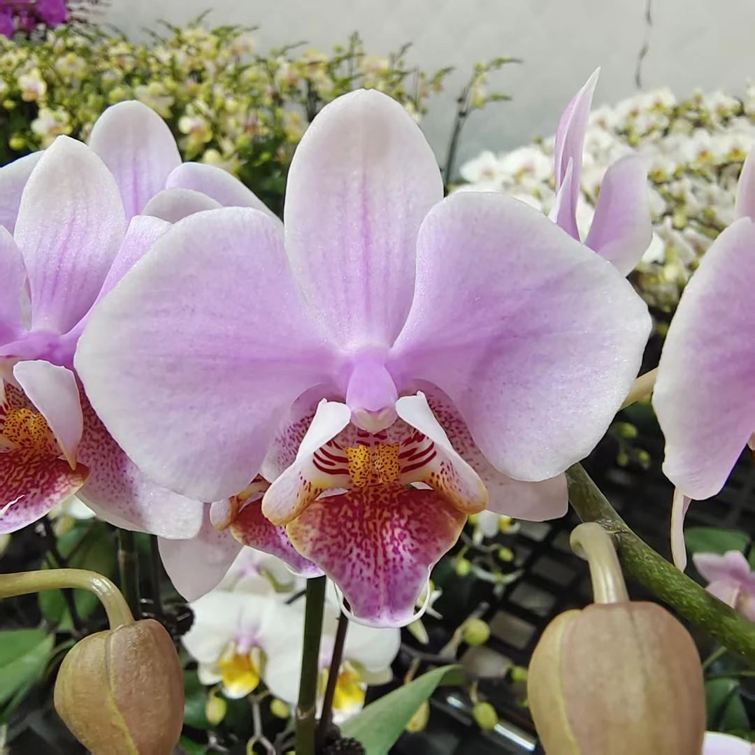 蝴蝶兰【3.0寸水瓶座】中小花型 带花发货 桌面款 高级花卉