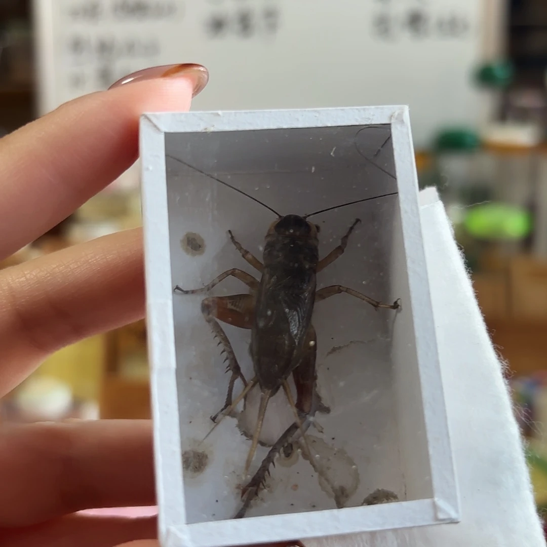 混血一条随单不包断须尾