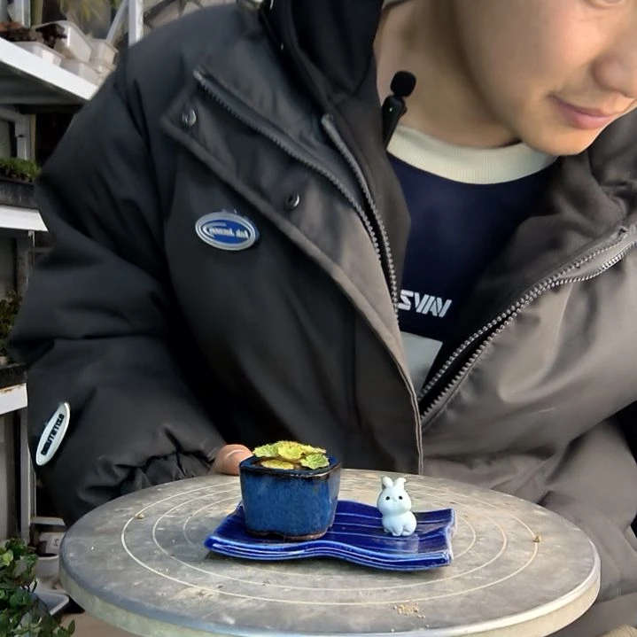 一**子小盆景小植物一物一拍176