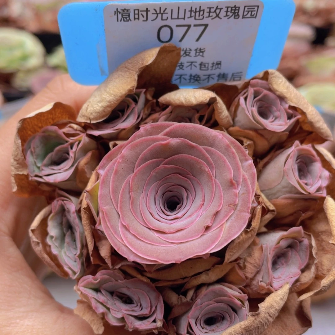 山地玫瑰077断枝不包损不售后