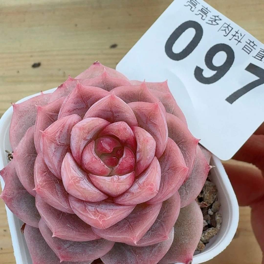 羽毛暗纹体         精品多肉