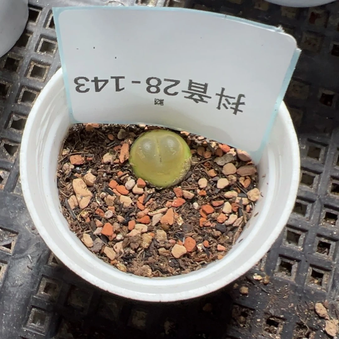 28-143拉登多肉植物