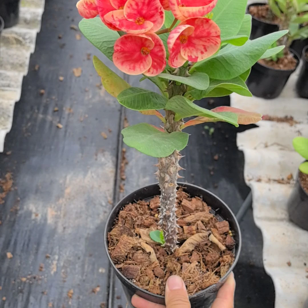 L***u完全开放金辉直播间一物一拍