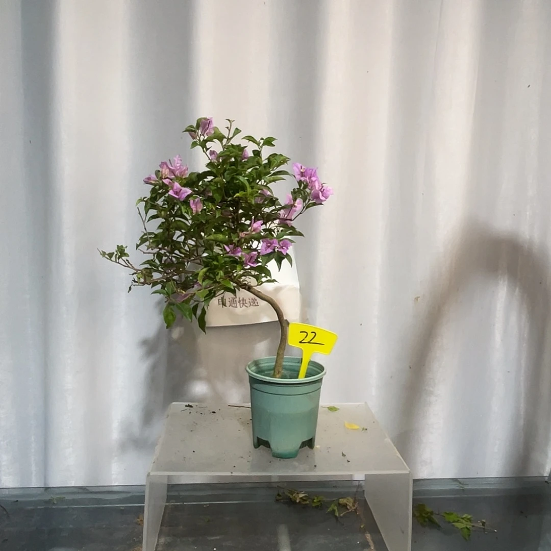 当前无花栽培后可以开花22绿叶雪紫扦插造型款
