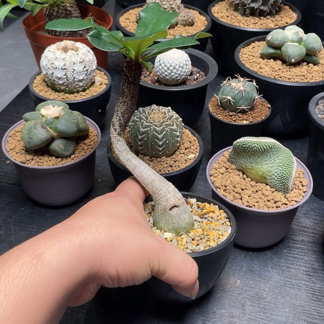 象鼻大戟带盆包邮