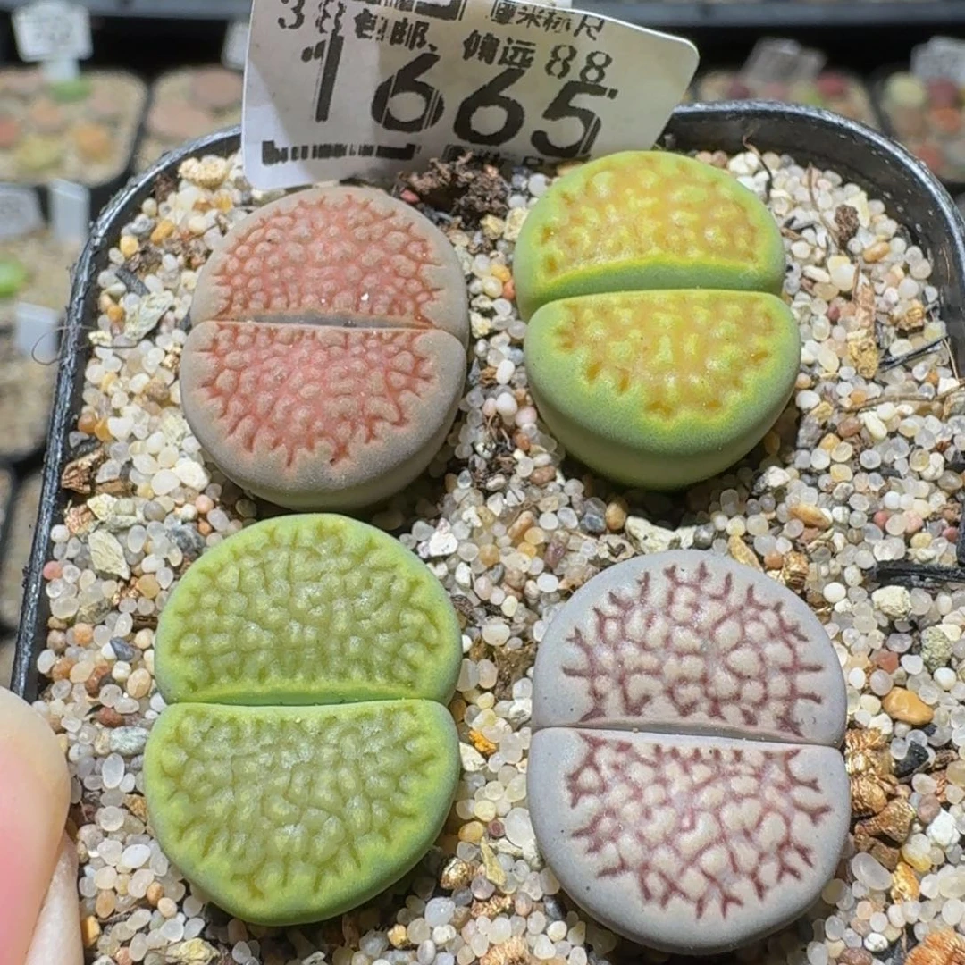 Ssss精品生石花1665
