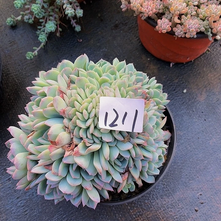 肚****?粉豆、小群生1211