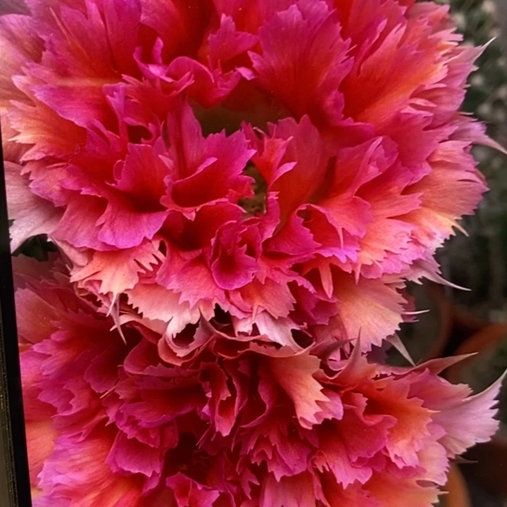 彩草羽毛2号侧芽3公分左右