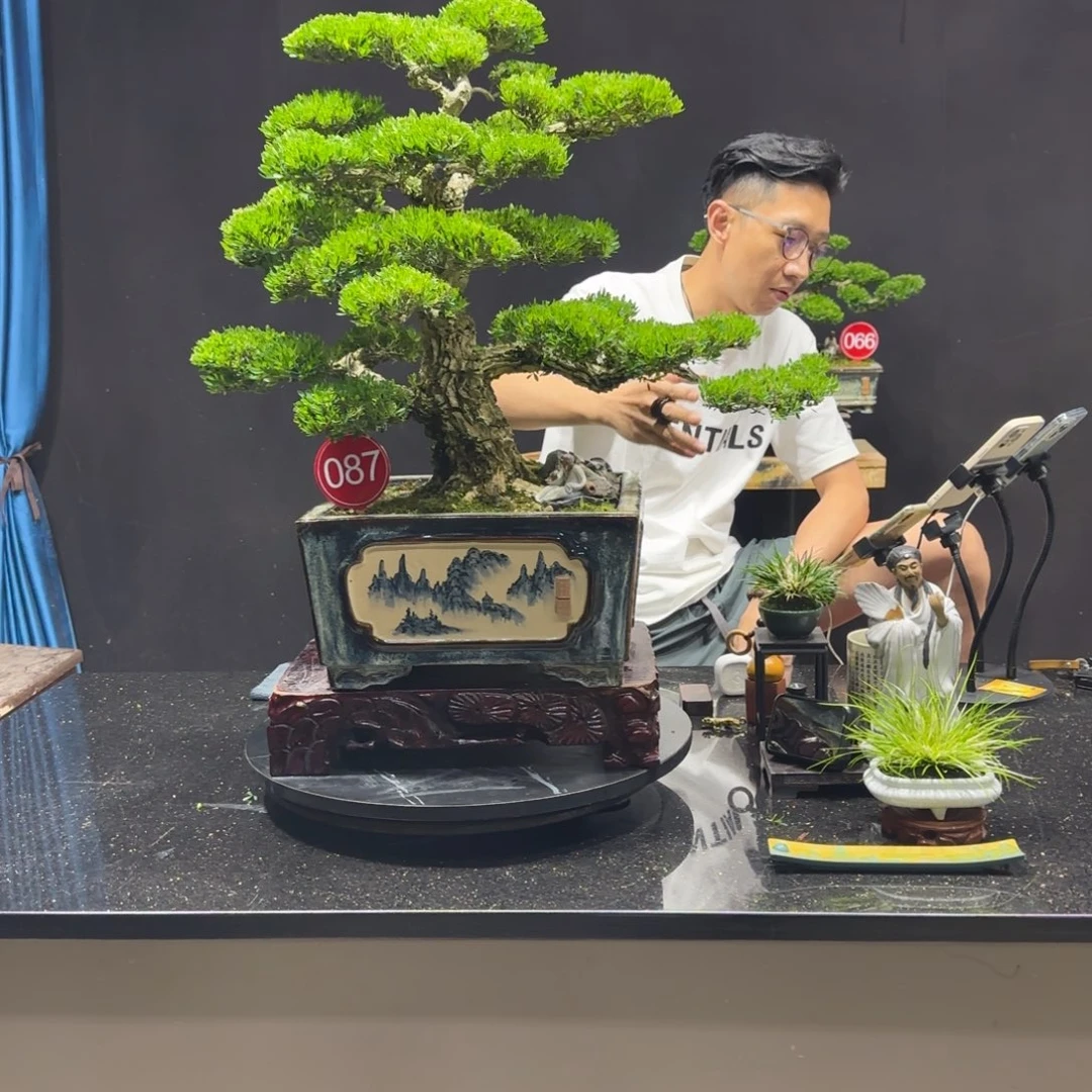 无花朵黄杨室内室外盆景艺术