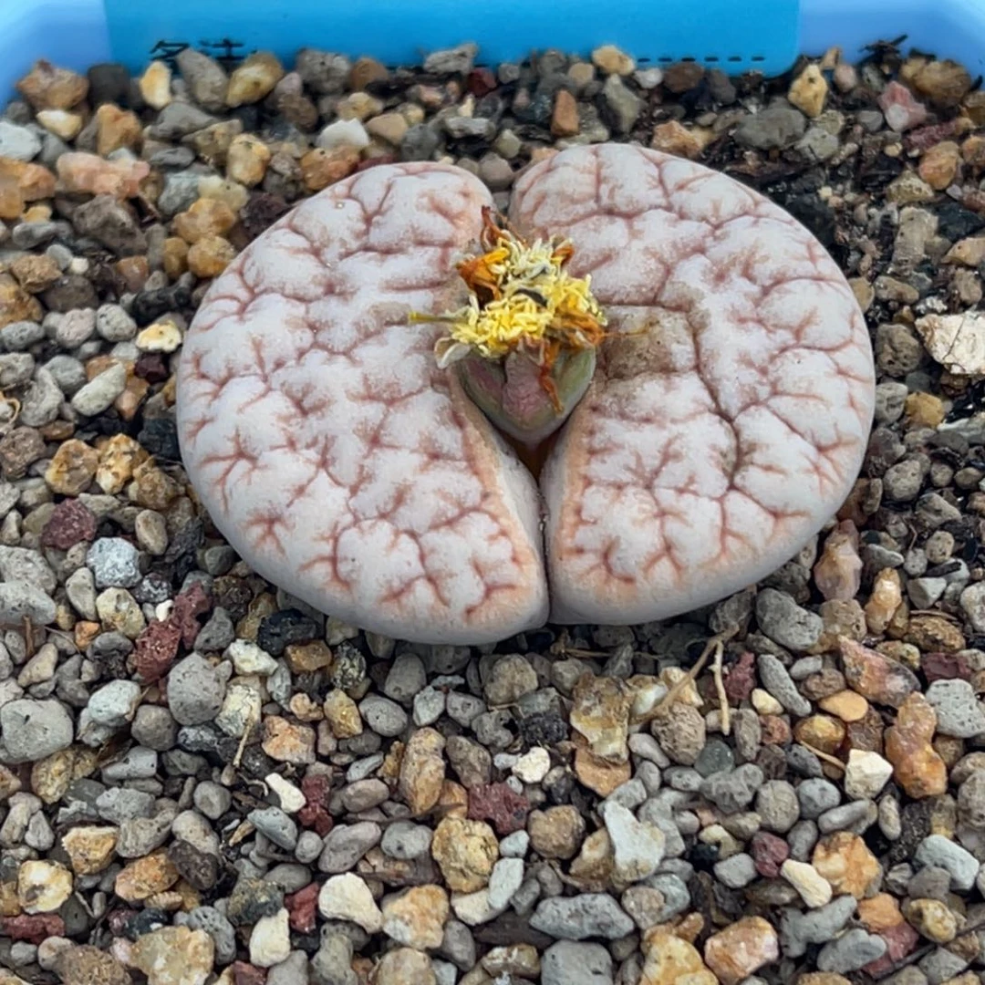 7745凹凸铁189一颗