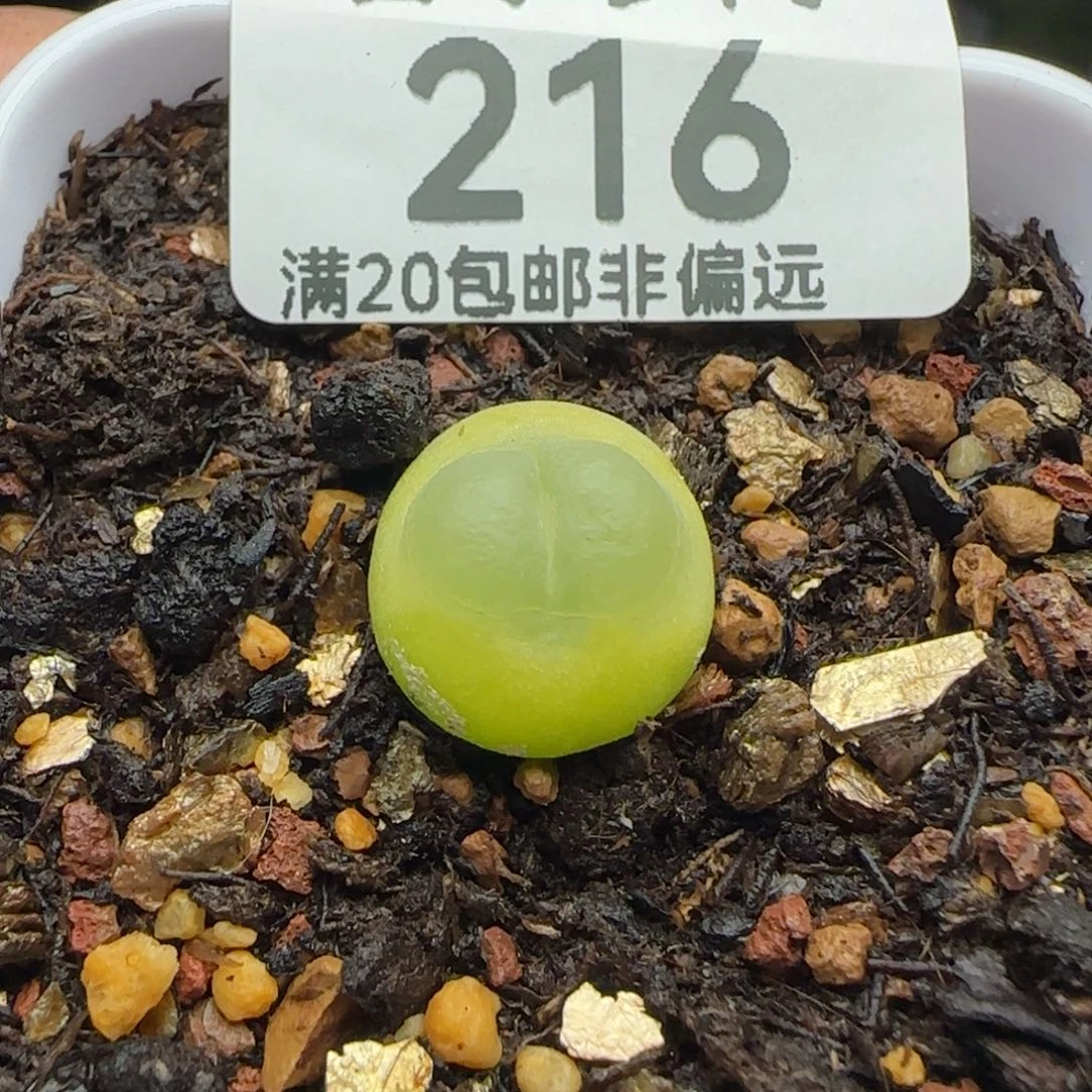 拉登1.2➕脱土。    1200