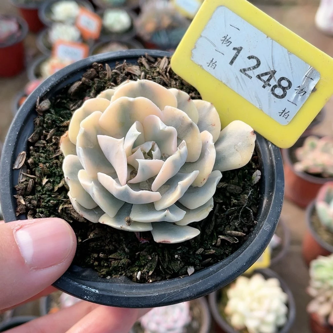 【闪购商品】1248号