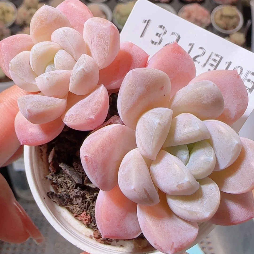 花语多肉1210-132奶油美人