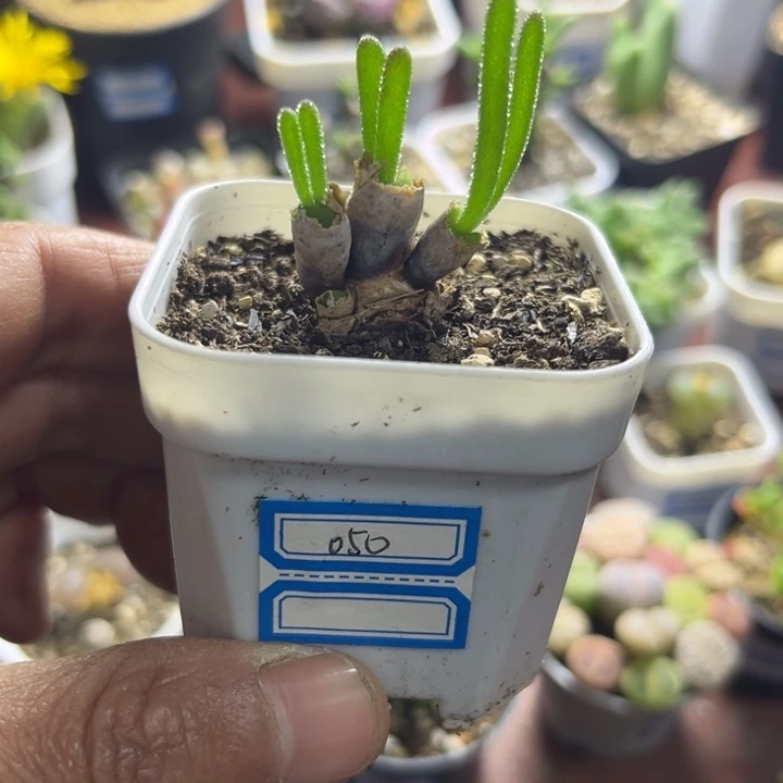 三头碧光环小兔子050