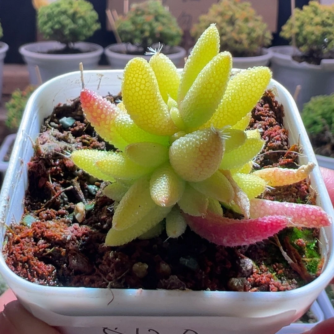 866玉米锦一物一拍包开箱