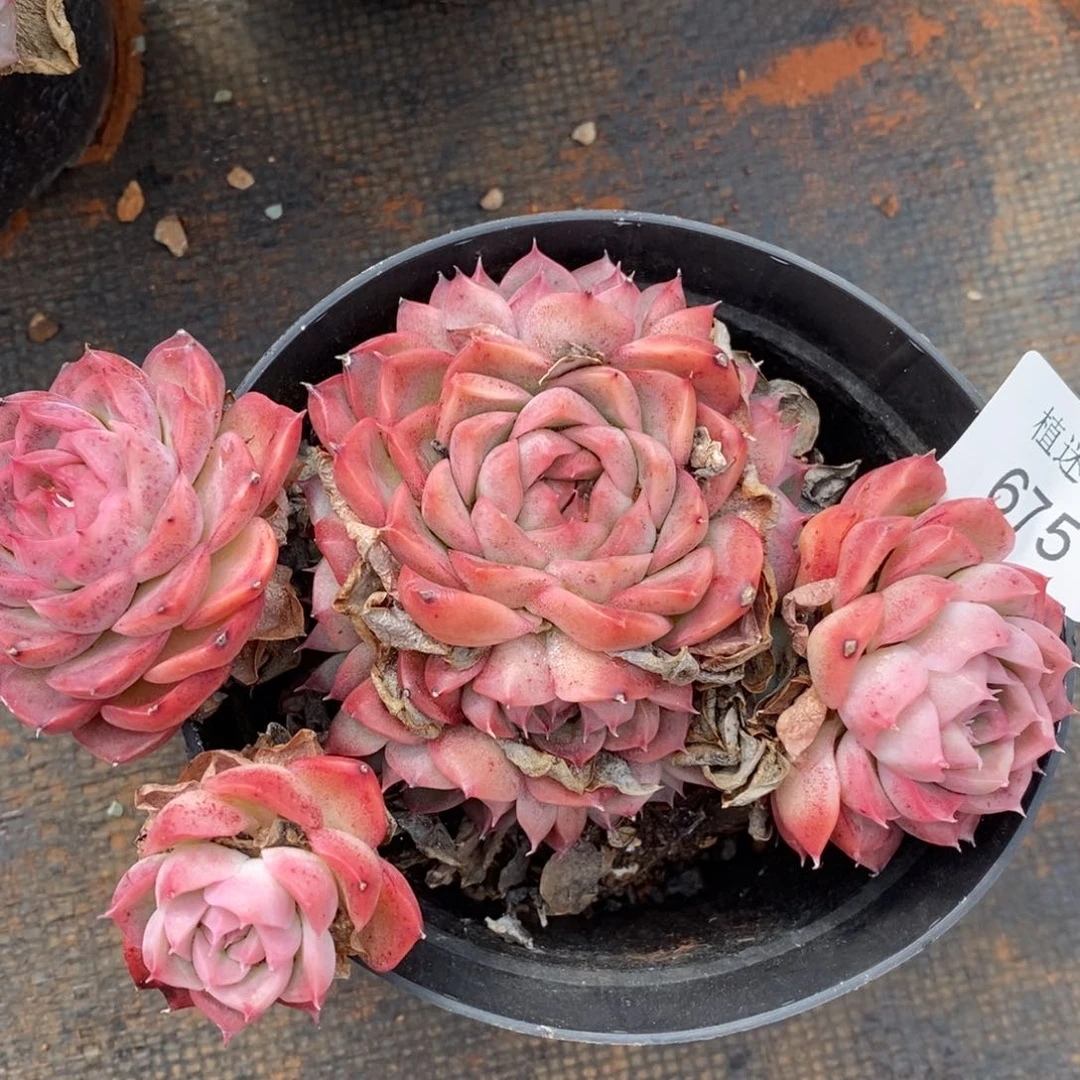 淡**心杂交精品多肉675