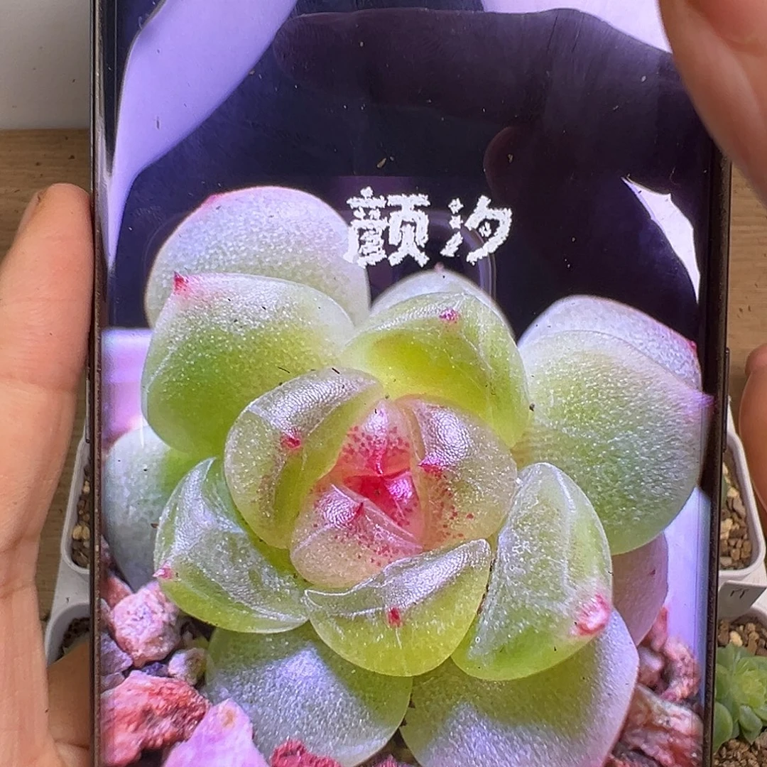 颜汐。     状态图。