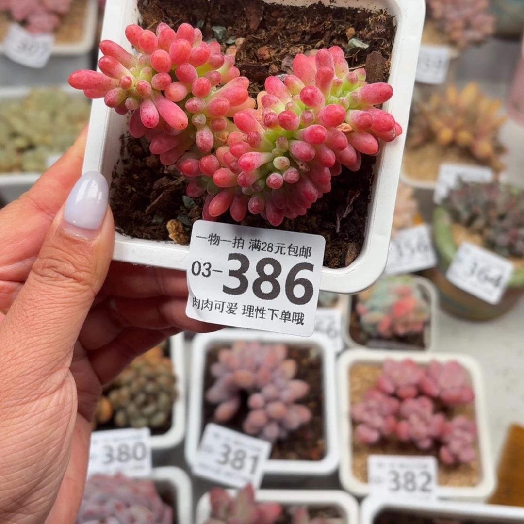 果冻乙女心缀无盆土发货