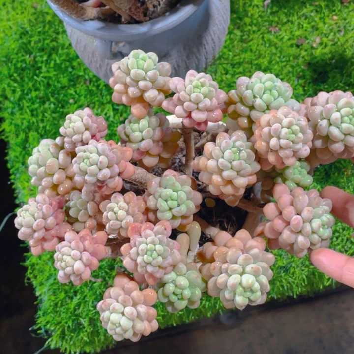 谢谢你的支持0000045