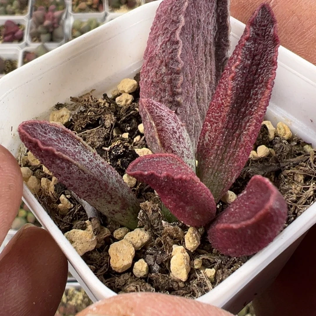 财神水泡多肉植物水泡