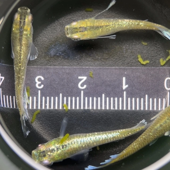 海水鱼奶酪27号拍品